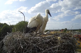 Obraz podglądu z kamery internetowej storks Krajewice